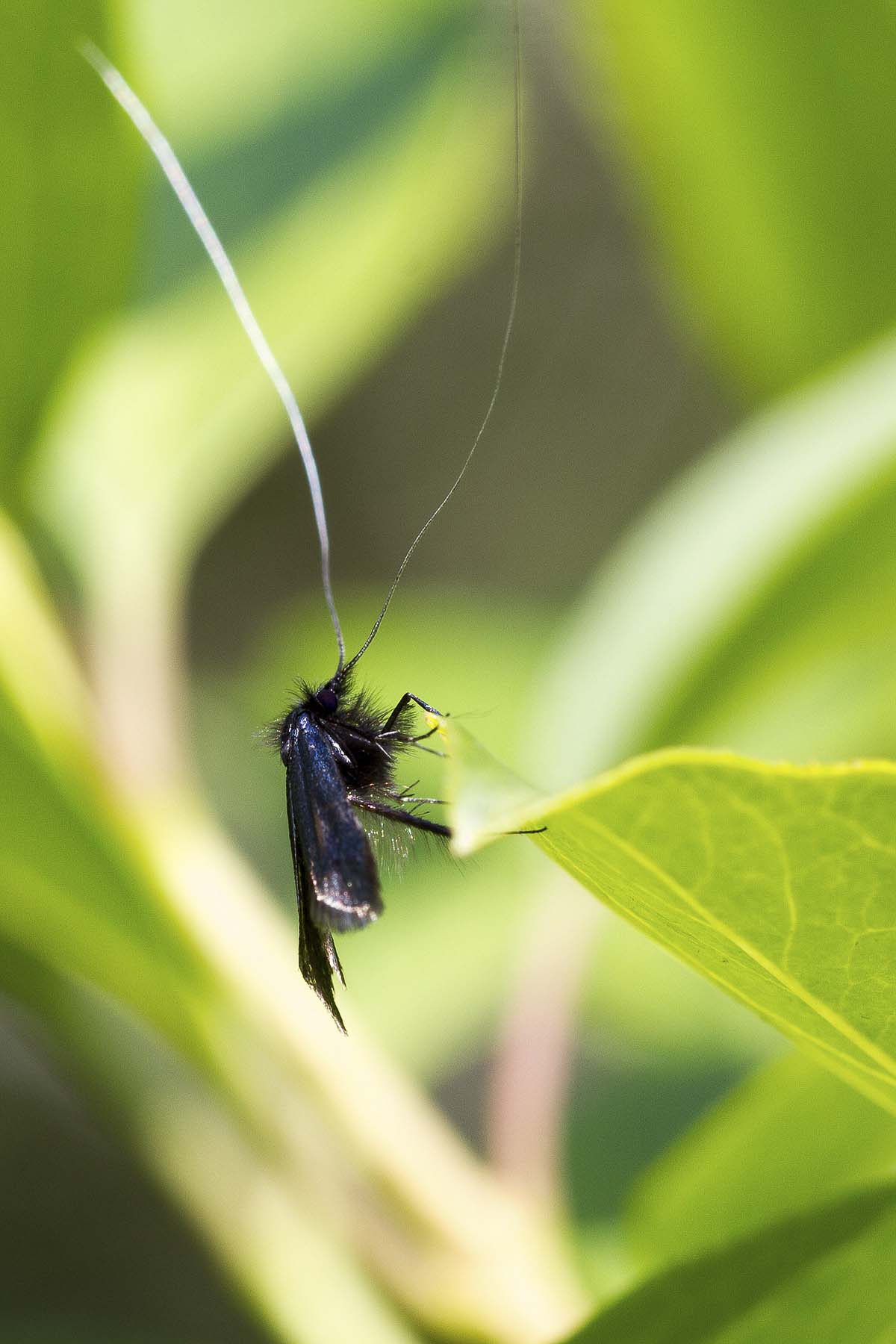 Riconoscimento - Adelidae